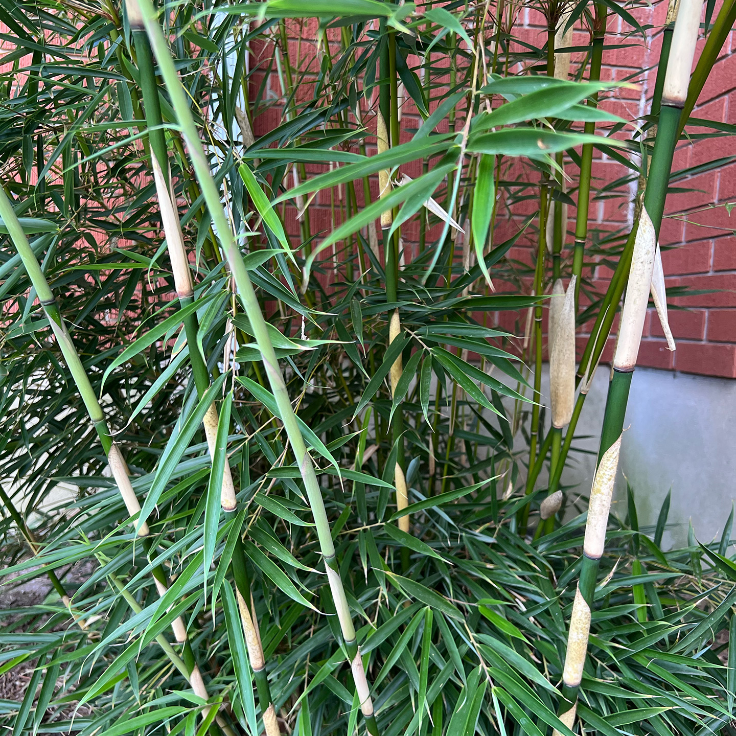 Bamboo