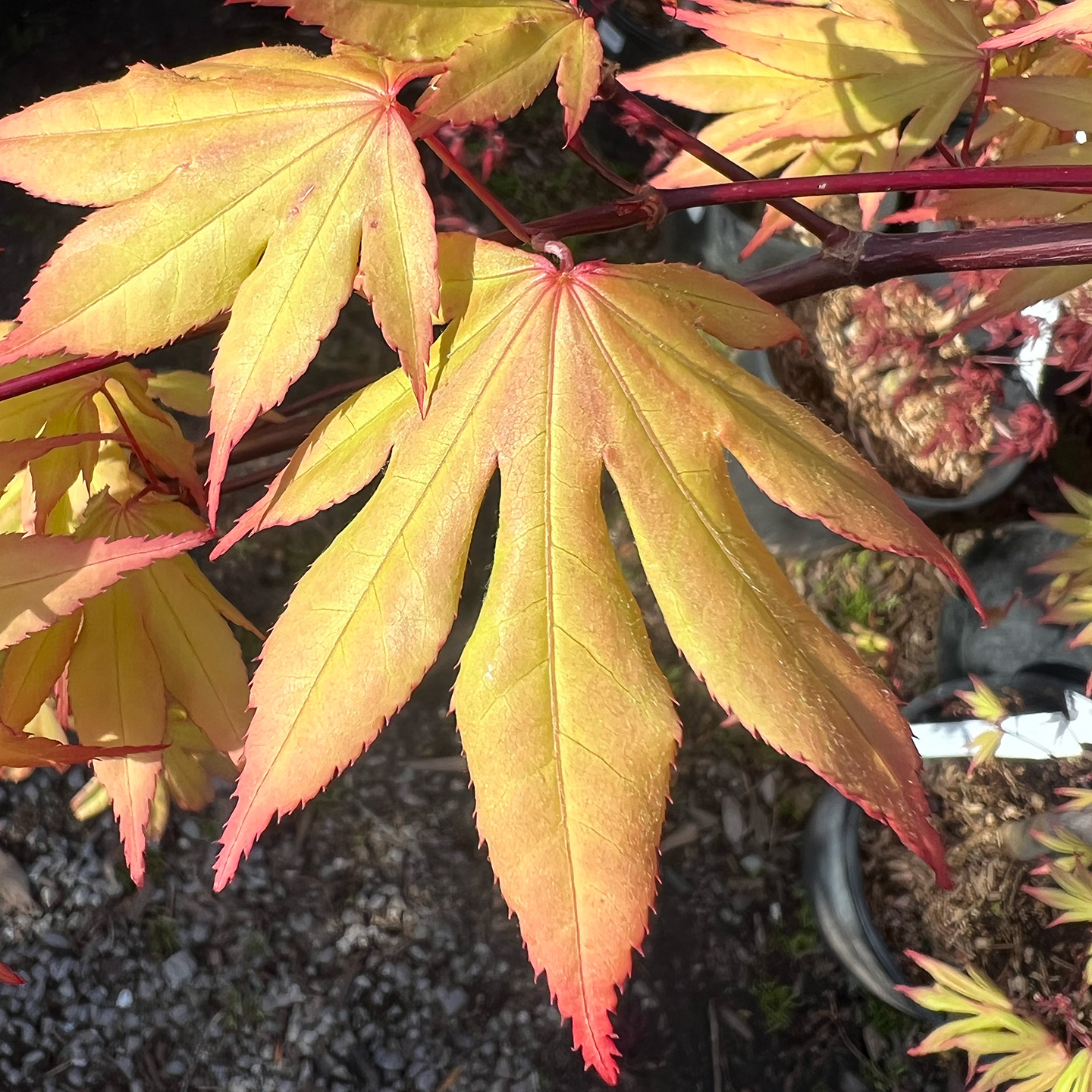 Japanese Maples