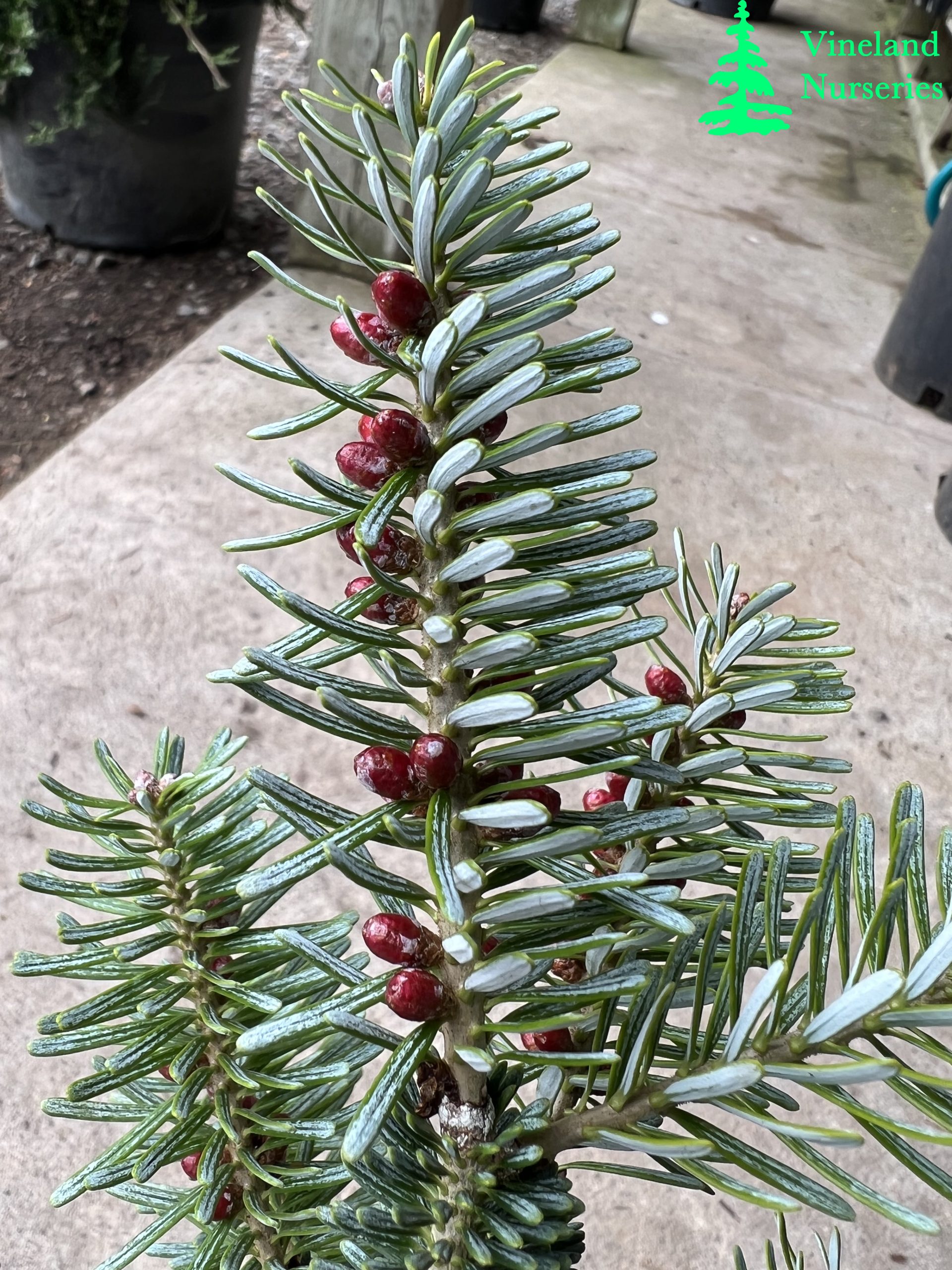 Abies Koreana Glauca