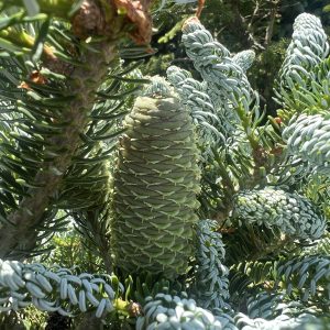 Abies Koreana Horstmann's Silberlocke 1