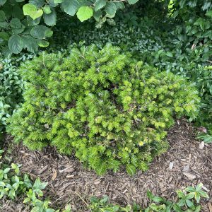 Abies Nordmanniana Munsterland