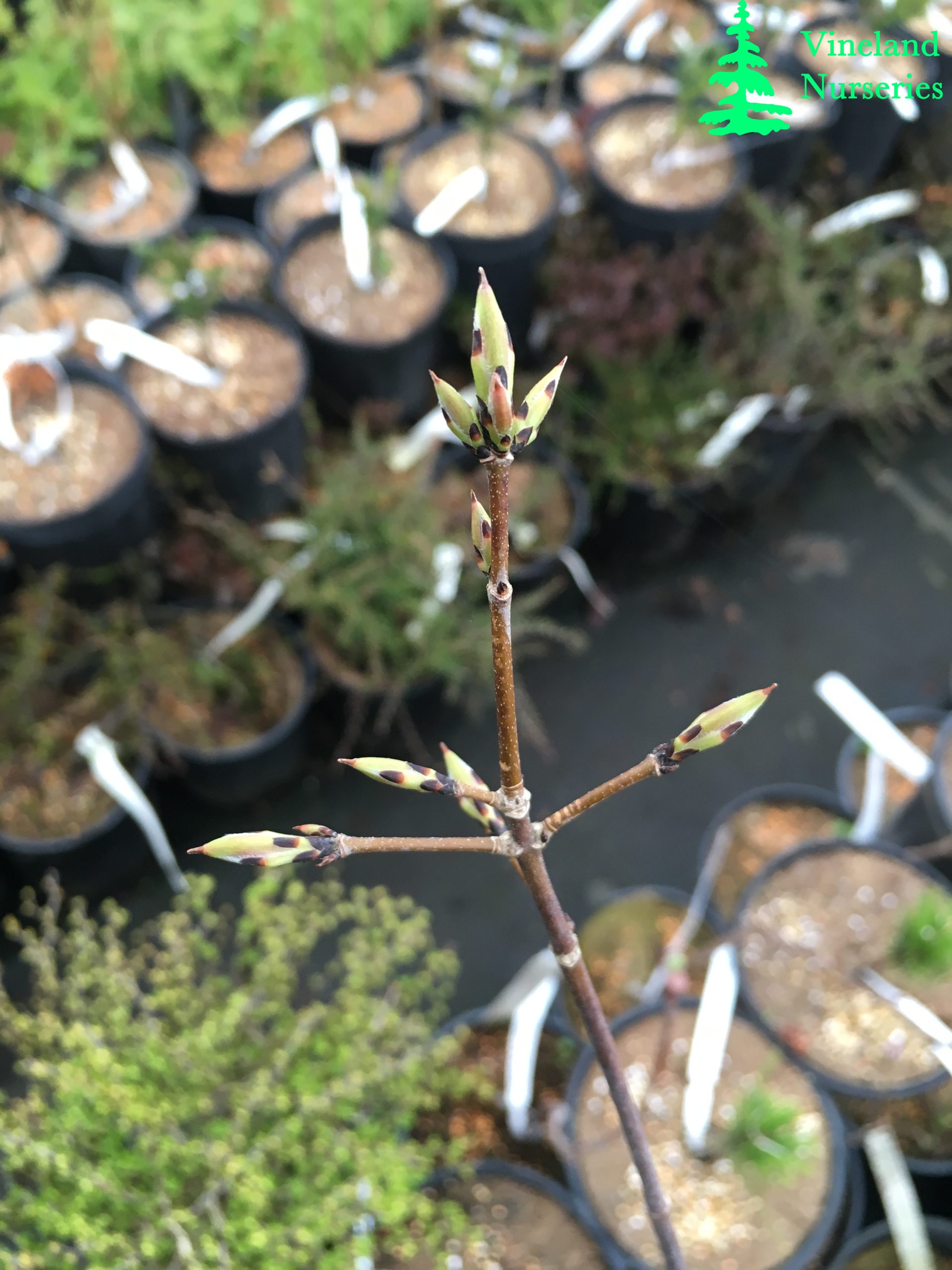 Acer Griseum