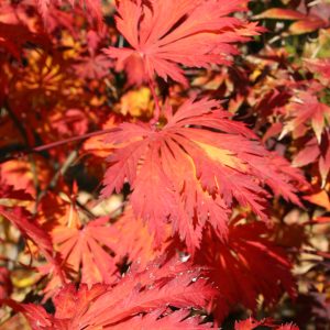 Acer Japonicum Aconitifolium