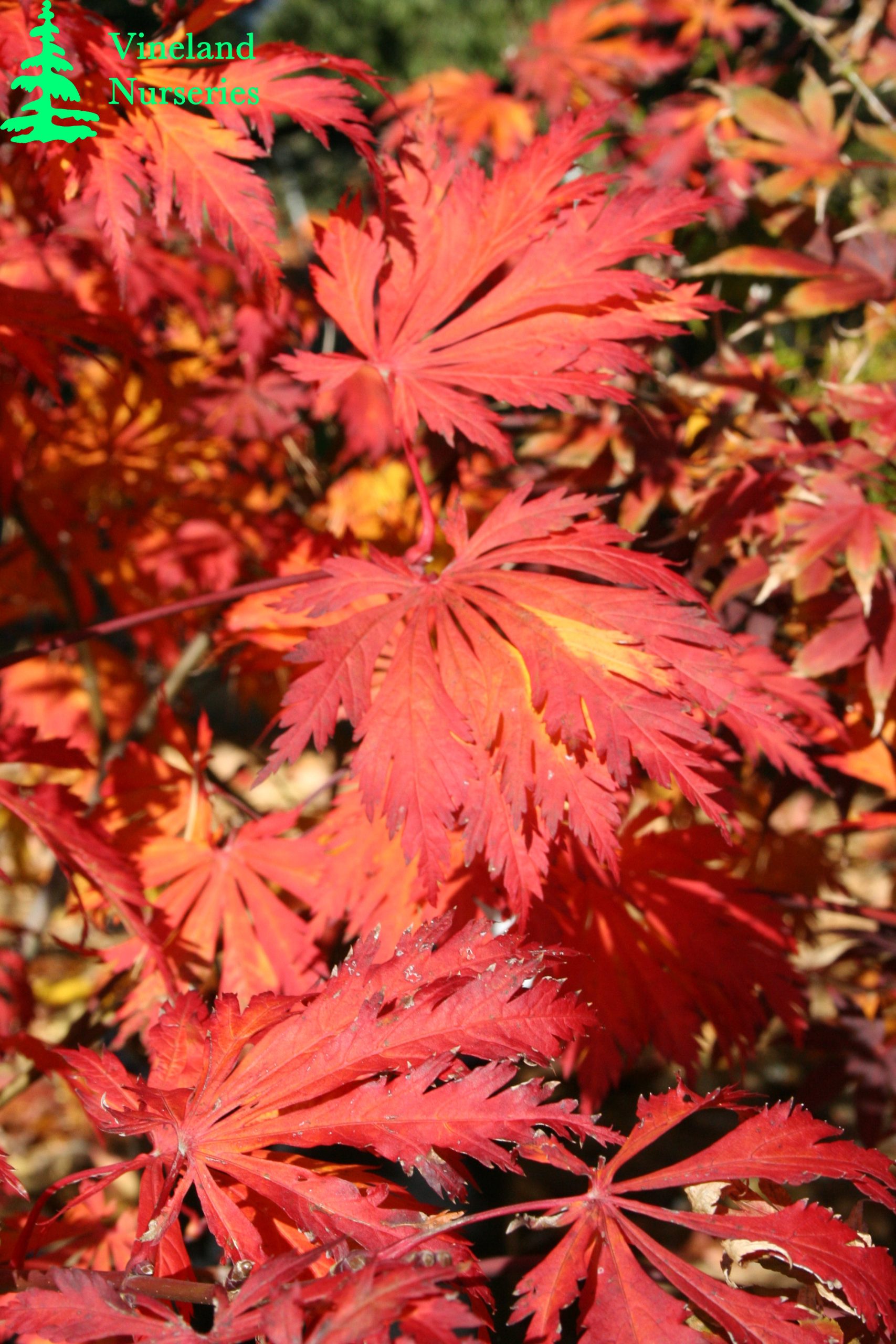 Acer Japonicum Aconitifolium