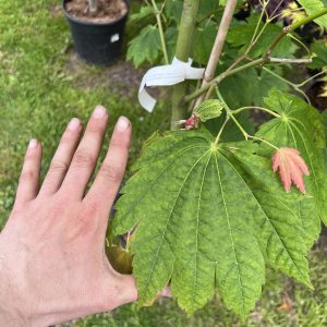 Acer Japonicum Giant Moon