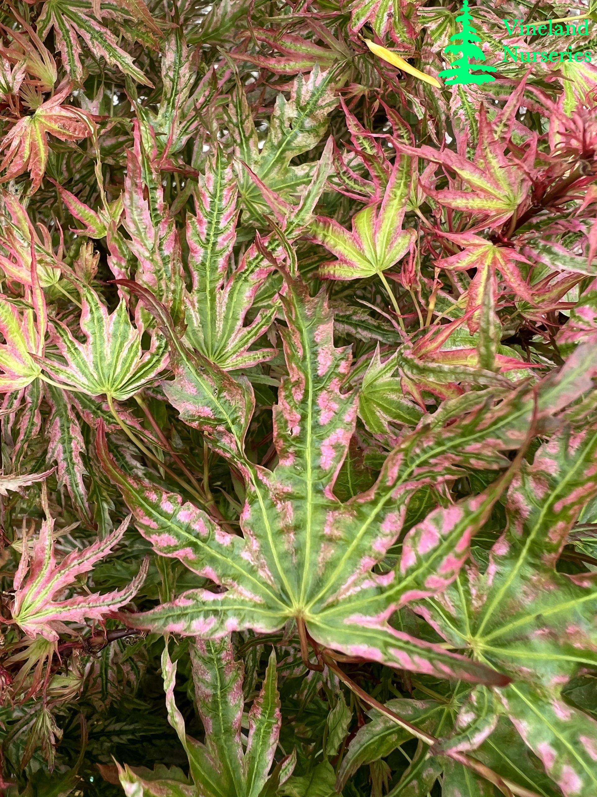 Acer Palmatum Abigail Rose 3