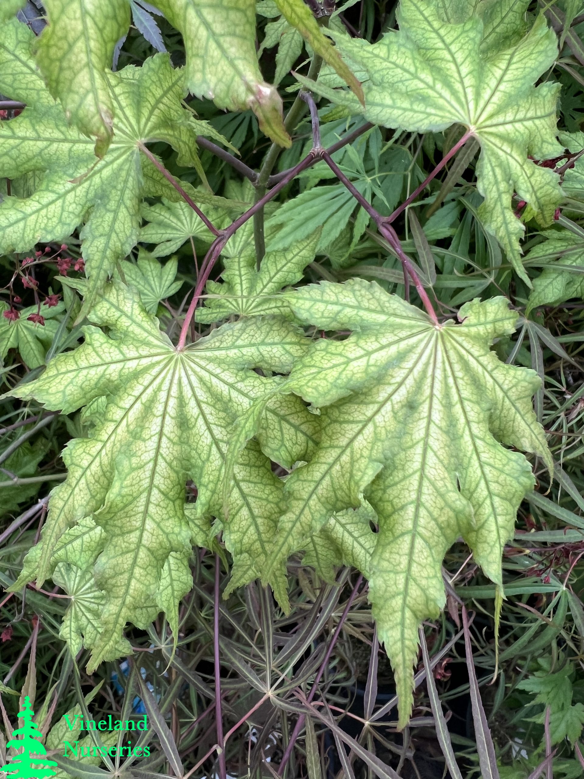 Acer Palmatum Aka Shigitatsu Sawa 1