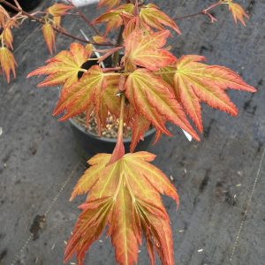 Acer Palmatum Akane