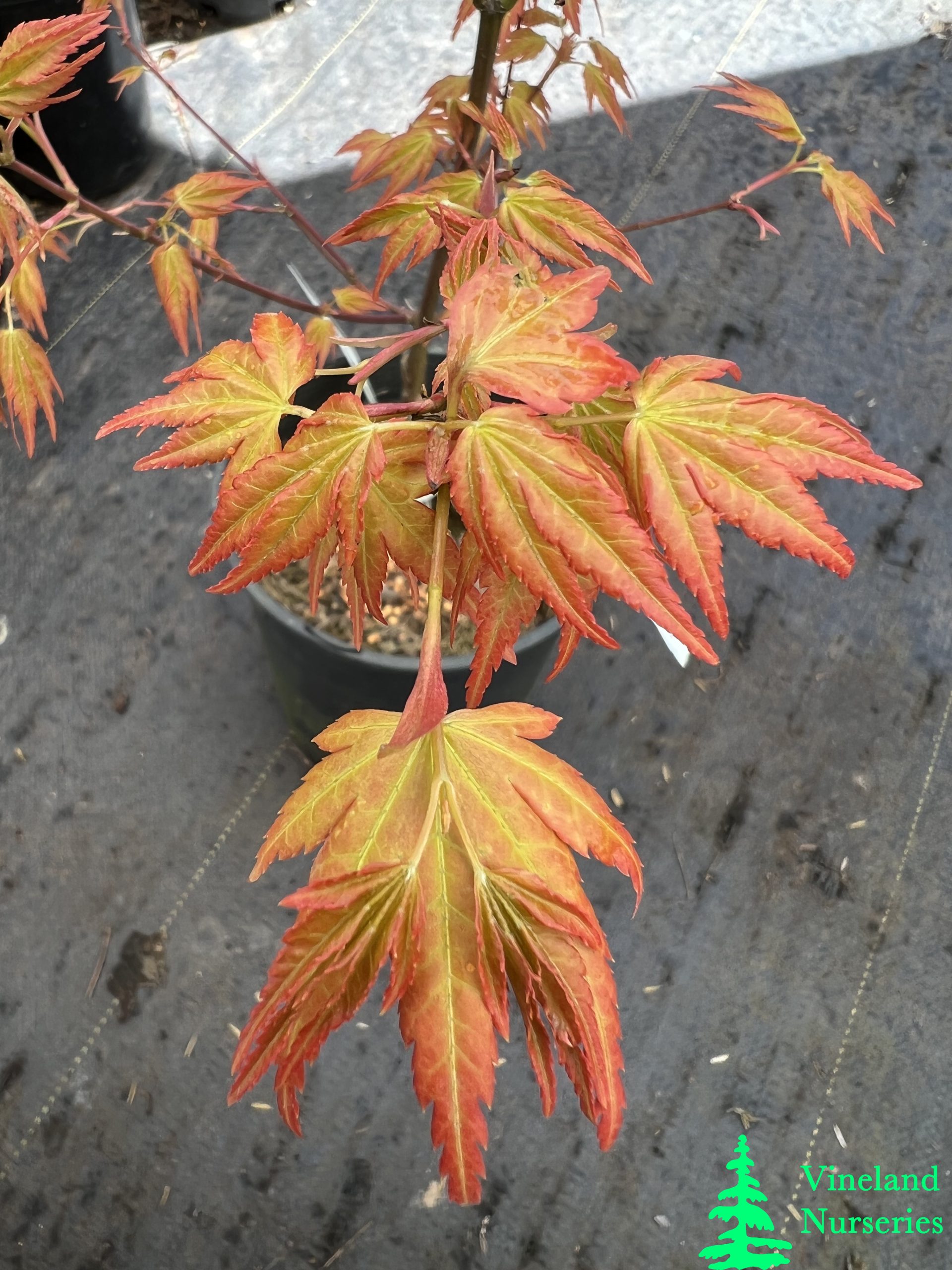 Acer Palmatum Akane