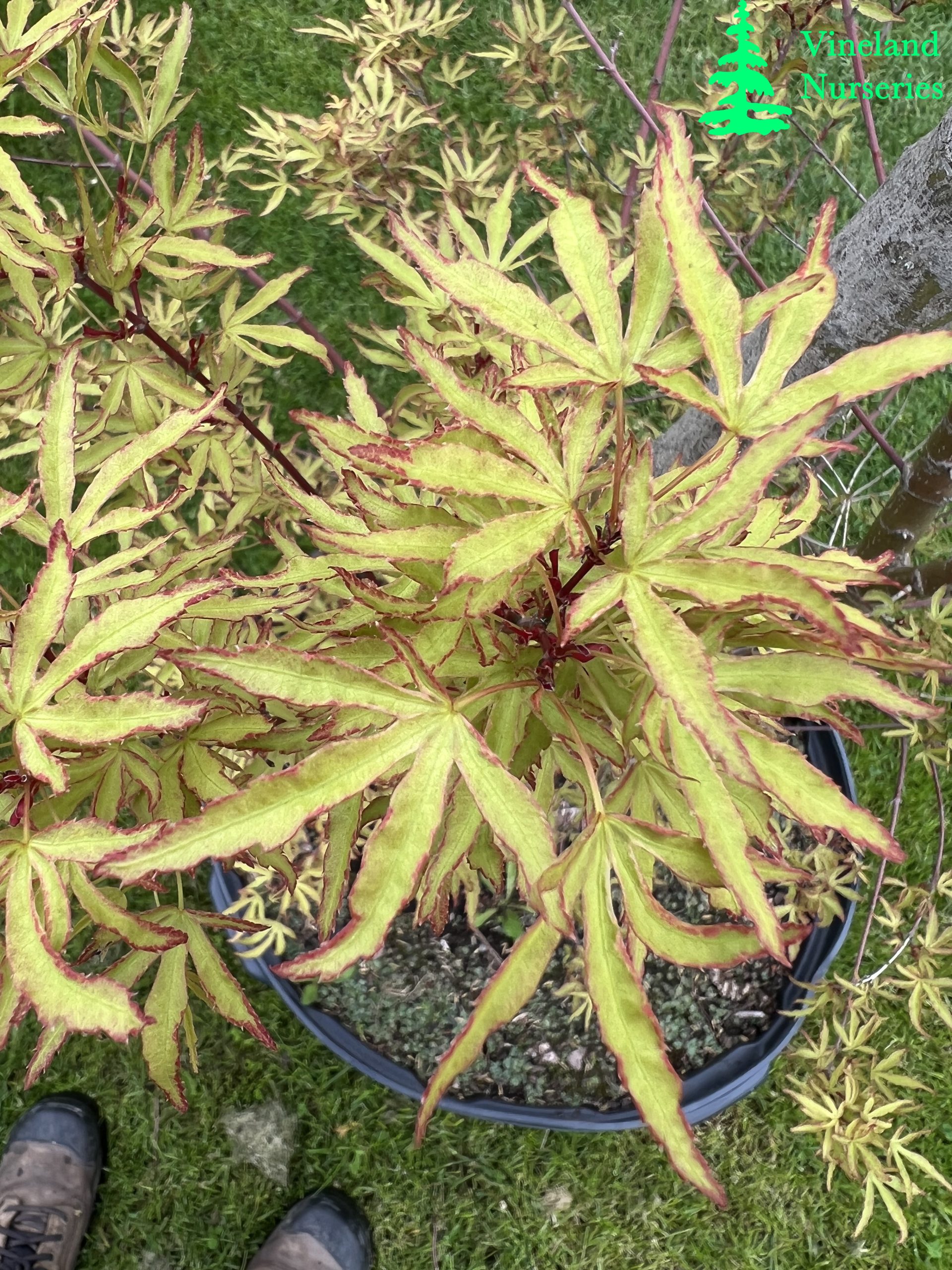 Acer Palmatum Ao Kanzashi 1