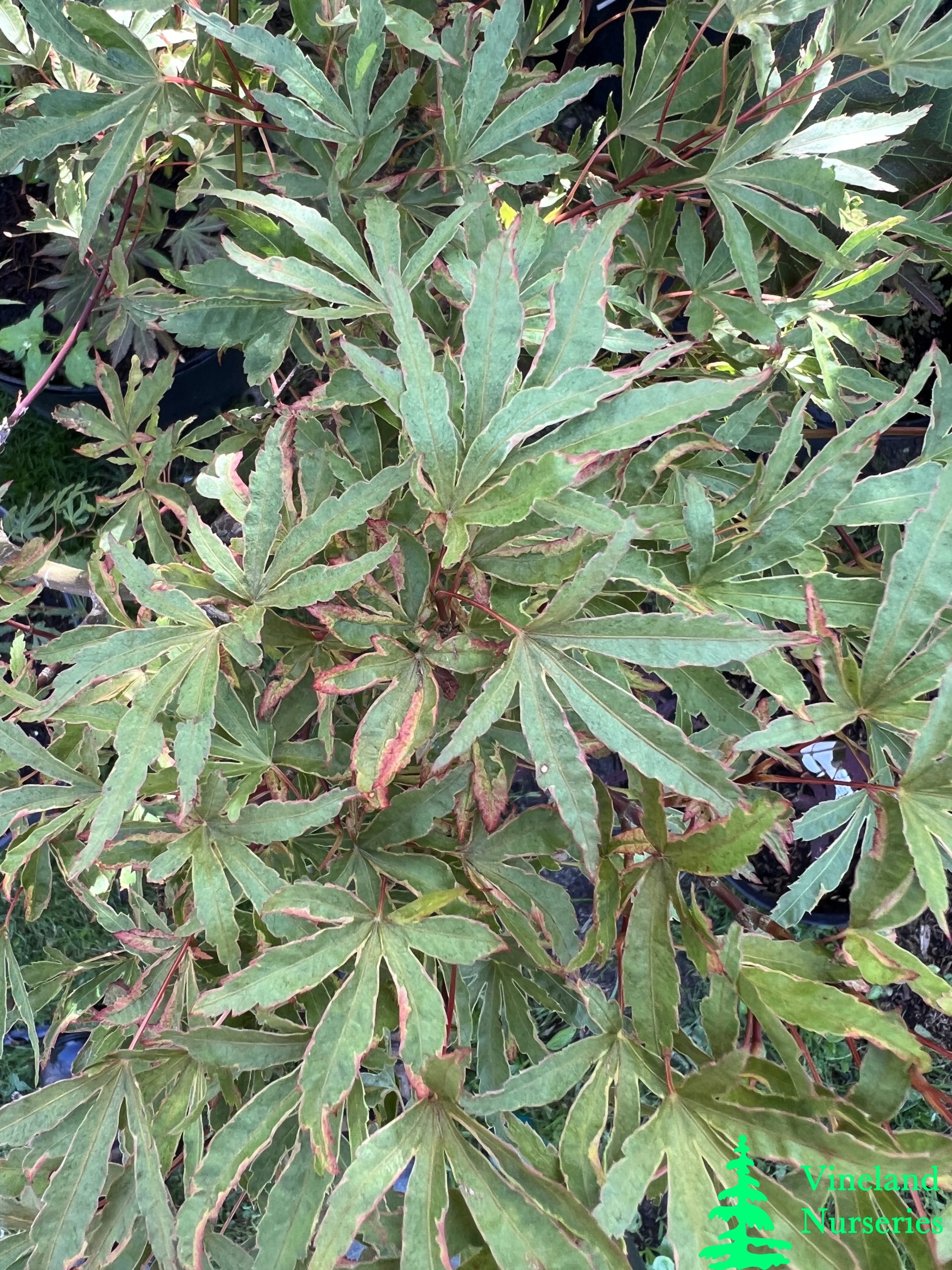 Acer Palmatum Ao Kanzashi 2