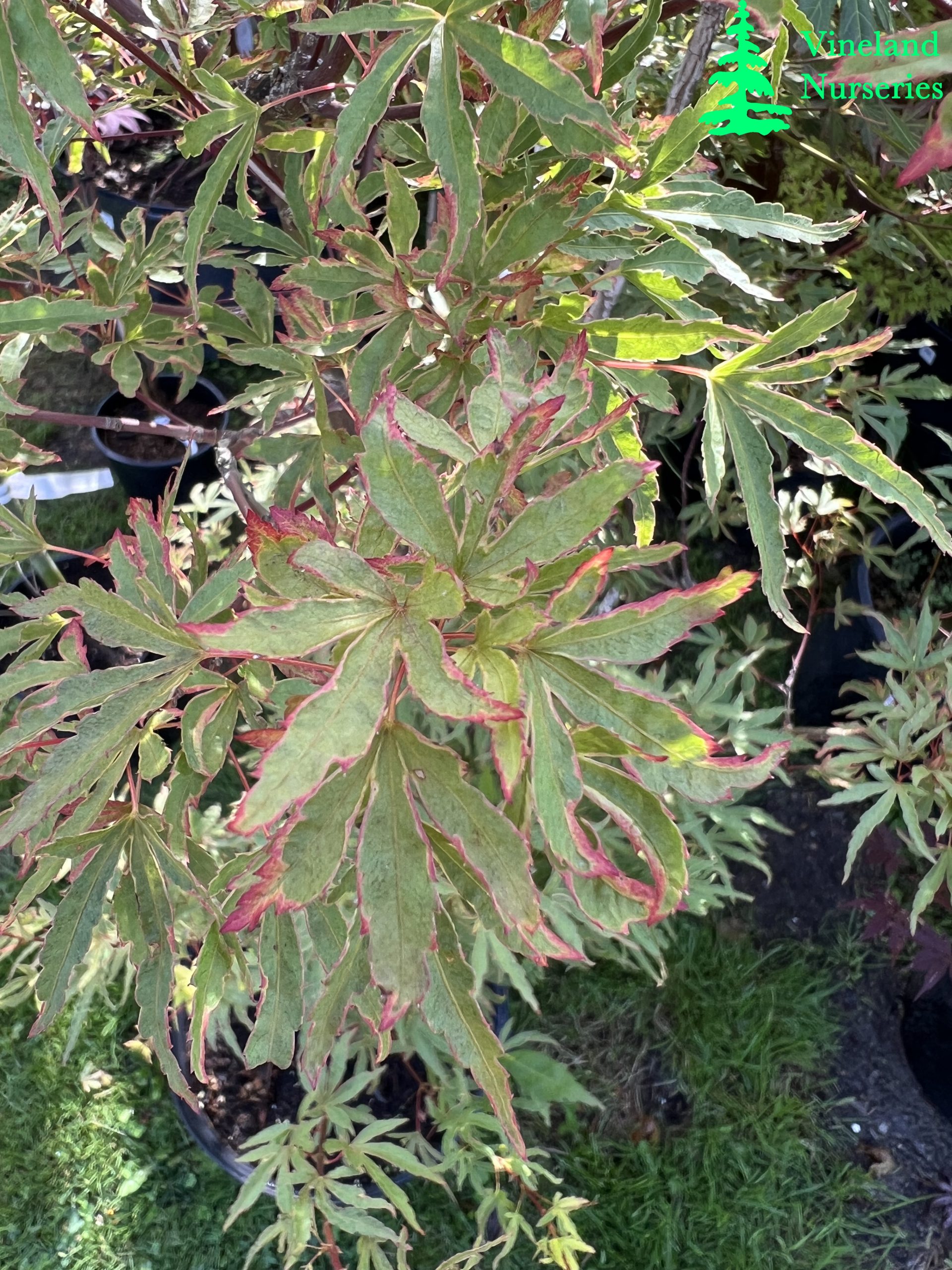 Acer Palmatum Ao Kanzashi 3