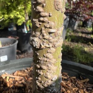 Acer Palmatum Arakawa