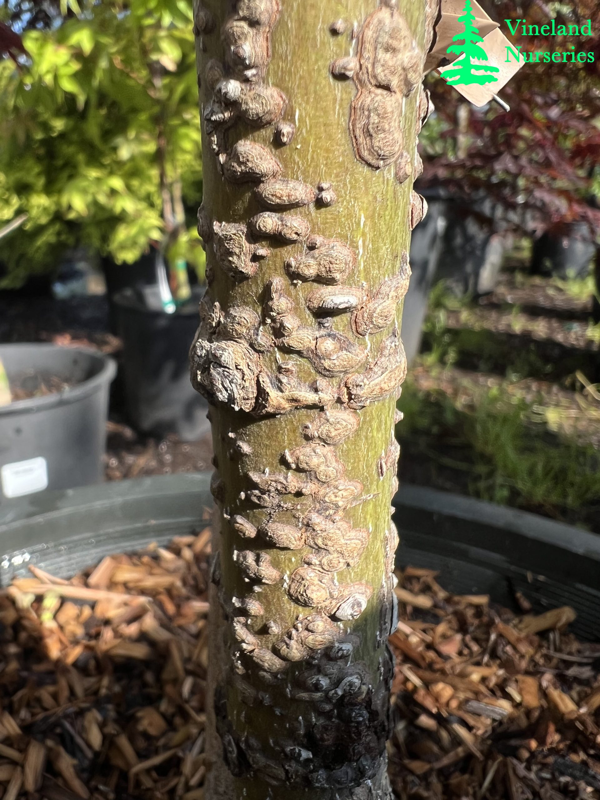 Acer Palmatum Arakawa