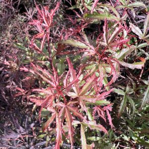 Acer Palmatum Beni Komachi