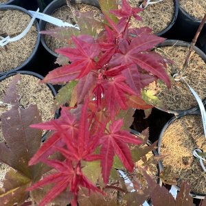 Acer Palmatum Beni Maiko