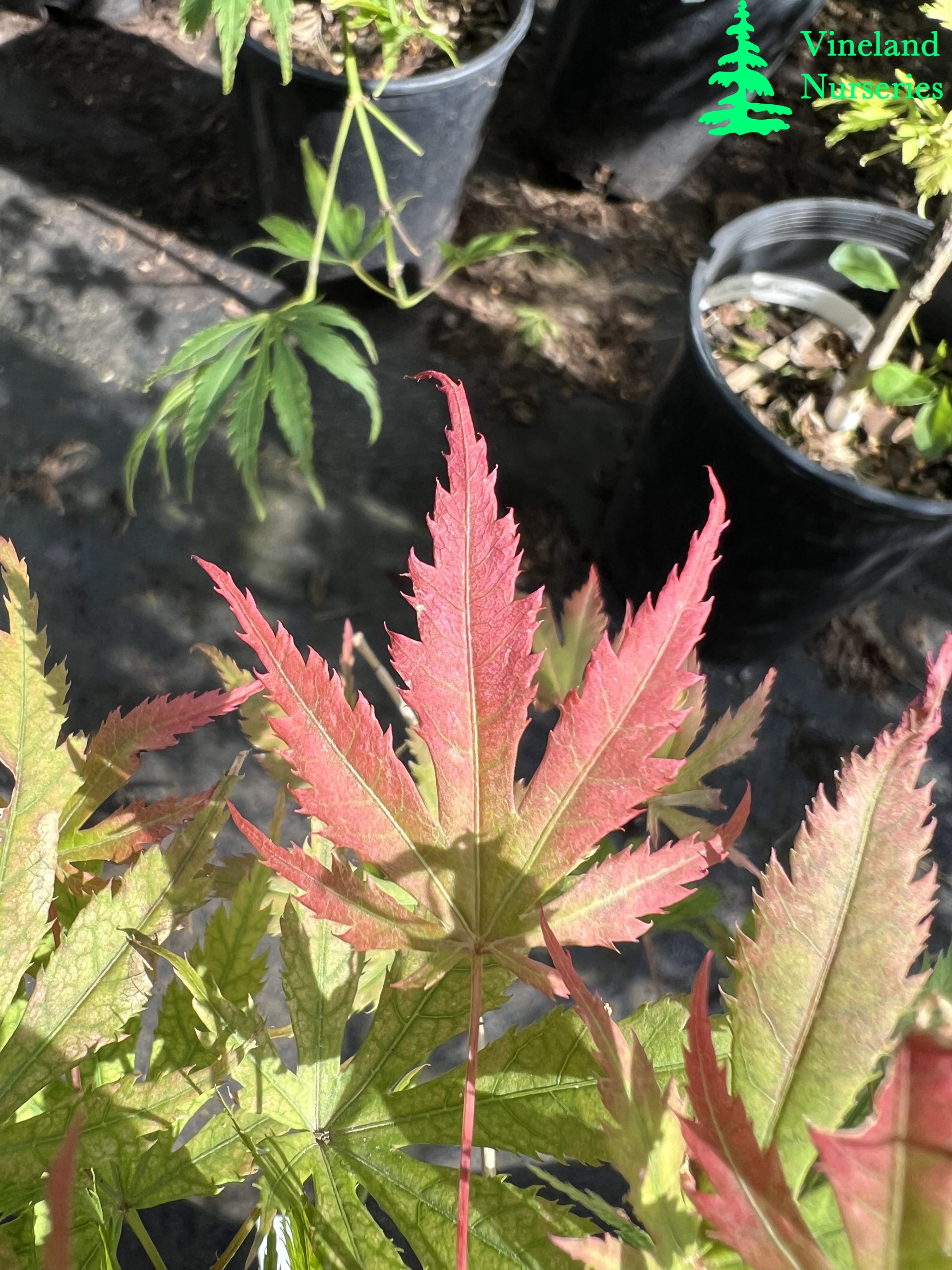 Acer Palmatum Beni Zuru 1