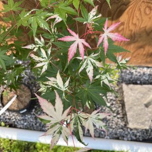 Acer Palmatum Cotton Candy 1