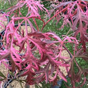 Acer Palmatum Dissectum Hana Matoi