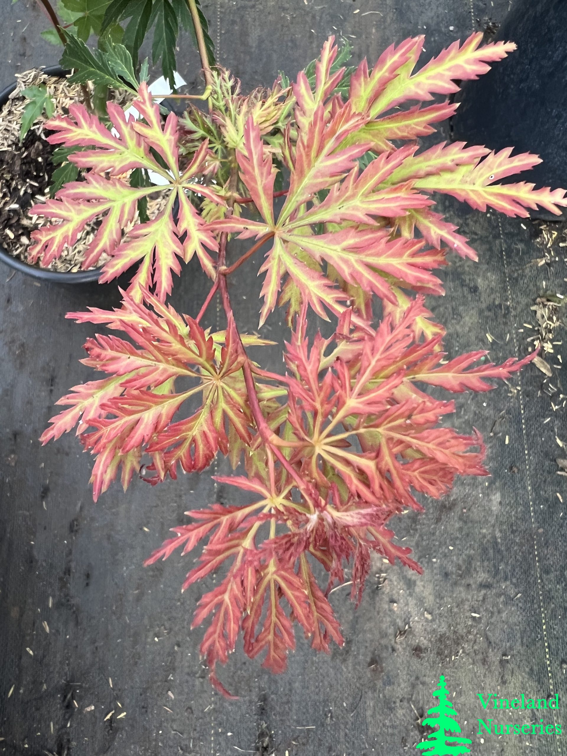 Acer Palmatum Dissectum Jeddeloh Orange 1