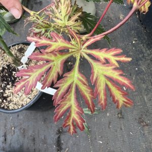 Acer Palmatum Dissectum Jeddeloh Orange 2