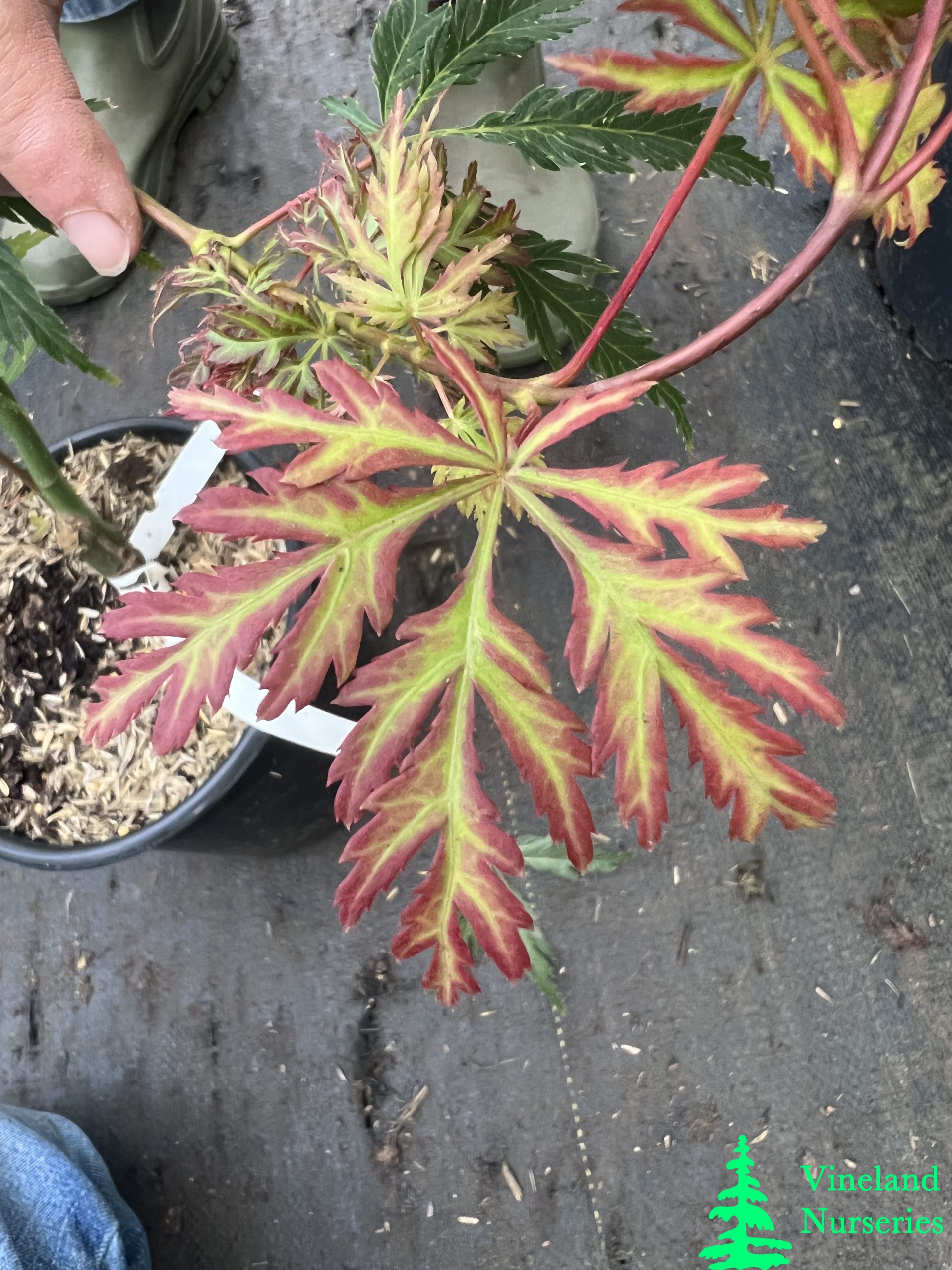 Acer Palmatum Dissectum Jeddeloh Orange 2