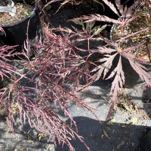 Acer Palmatum Dissectum Red Filigree