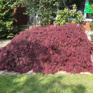 Acer Palmatum Dissectum Tamukeyama