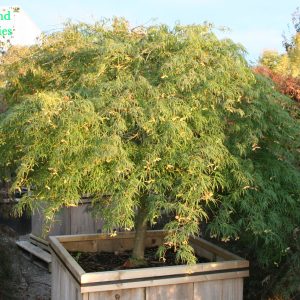 Acer Palmatum Dissectum Viridis