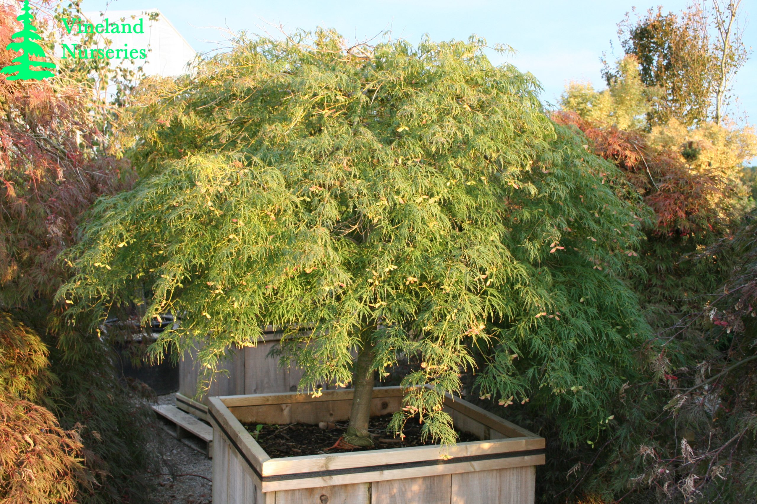 Acer Palmatum Dissectum Viridis
