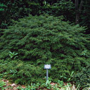 Acer Palmatum Dissectum Waterfall