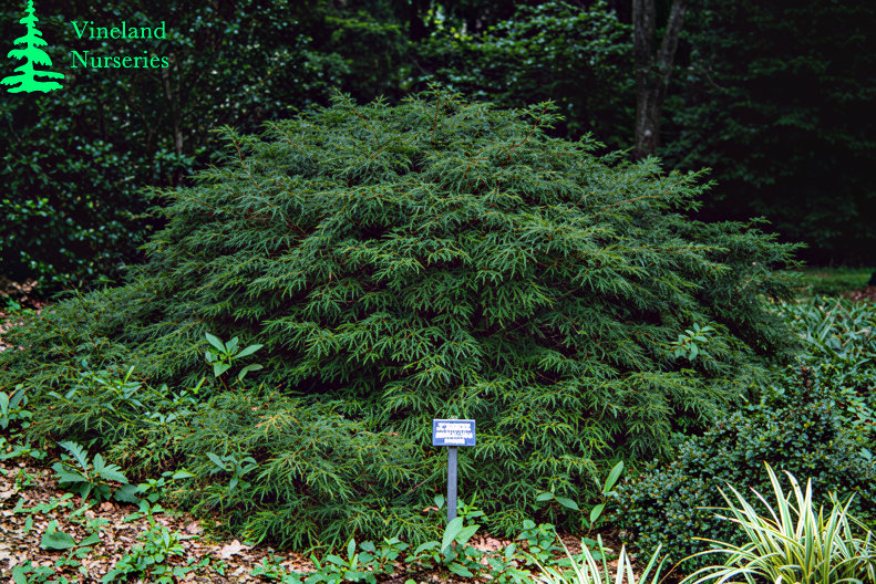 Acer Palmatum Dissectum Waterfall