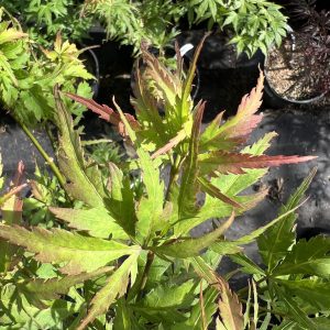 Acer Palmatum Frilly Willy 1