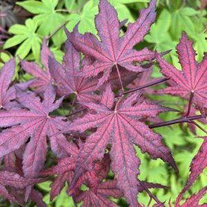 Acer Palmatum Frosted Purple