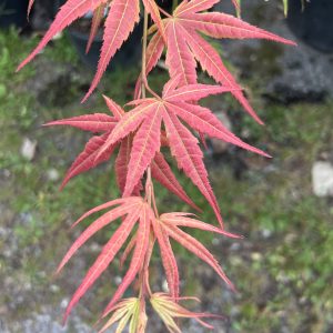 Acer Palmatum Gaki No Sugi
