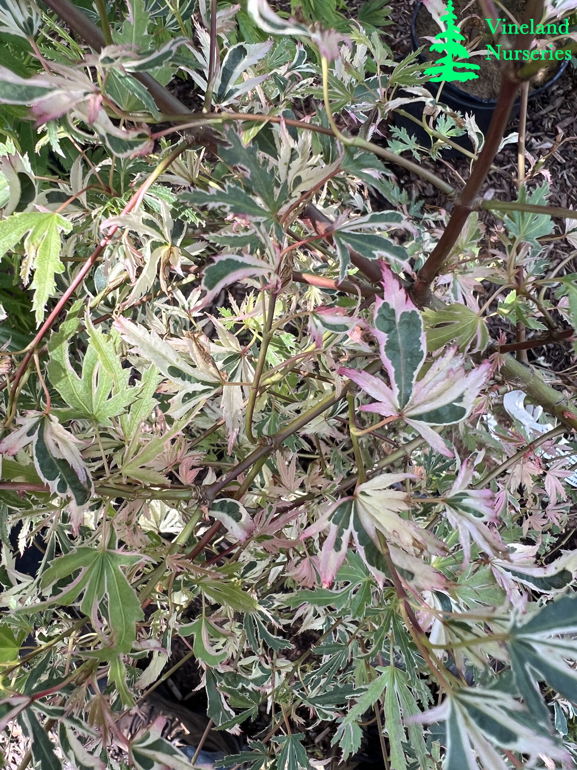 Acer Palmatum Hana Fubuki