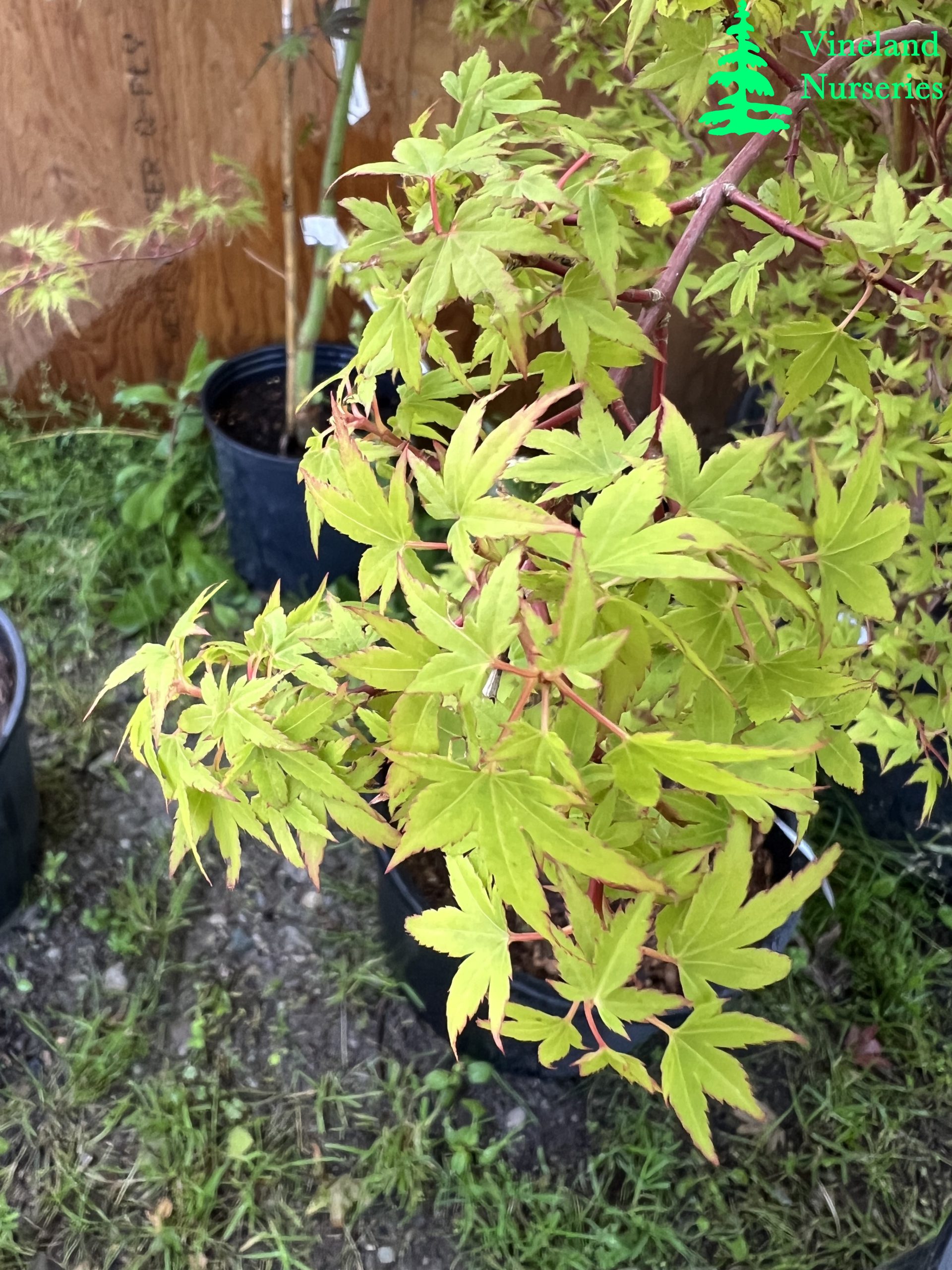 Acer Palmatum Hanami Nishiki 1