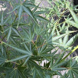 Acer Palmatum Hippy Fin Mo