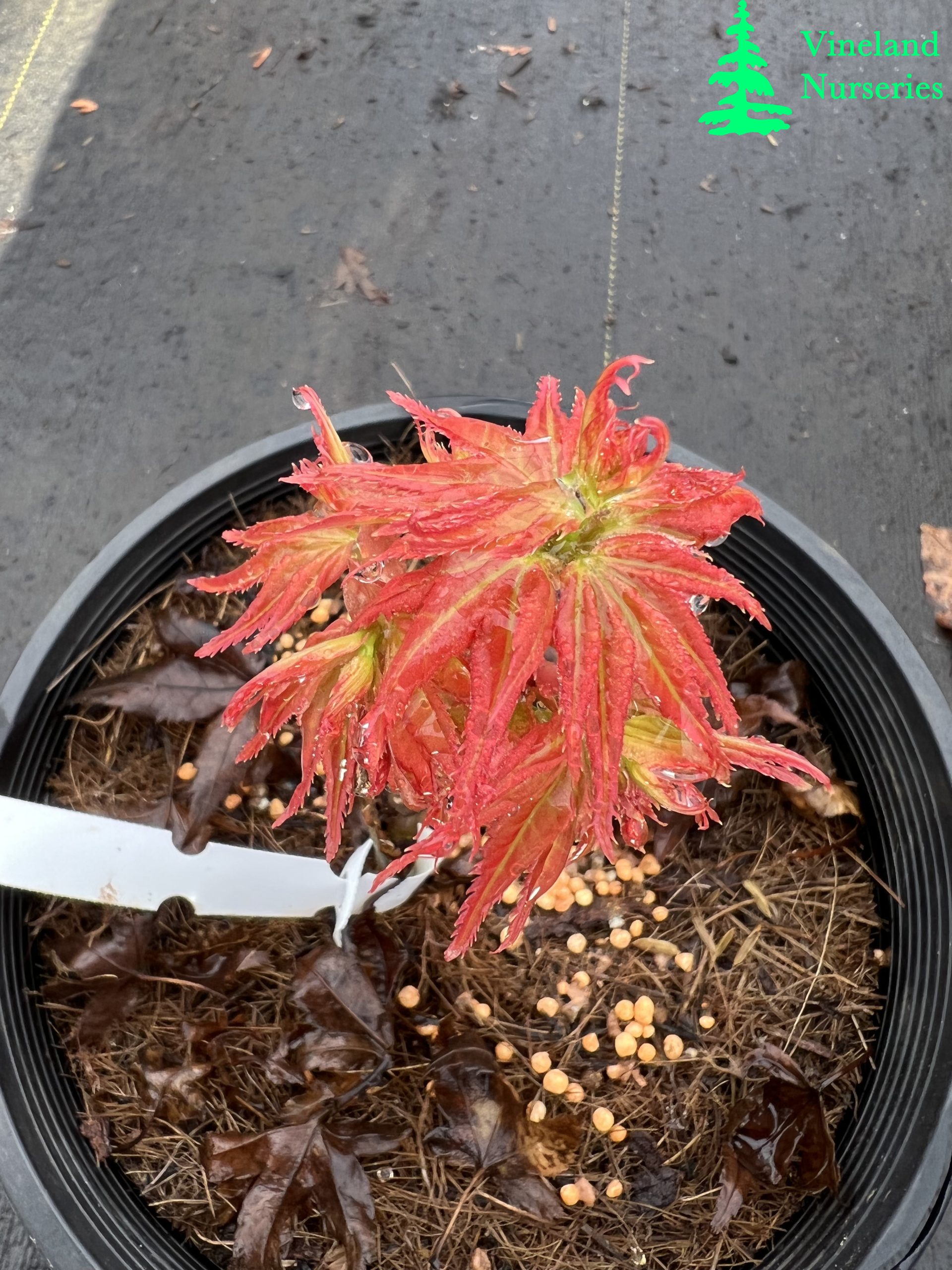 Acer Palmatum Japanese Princess