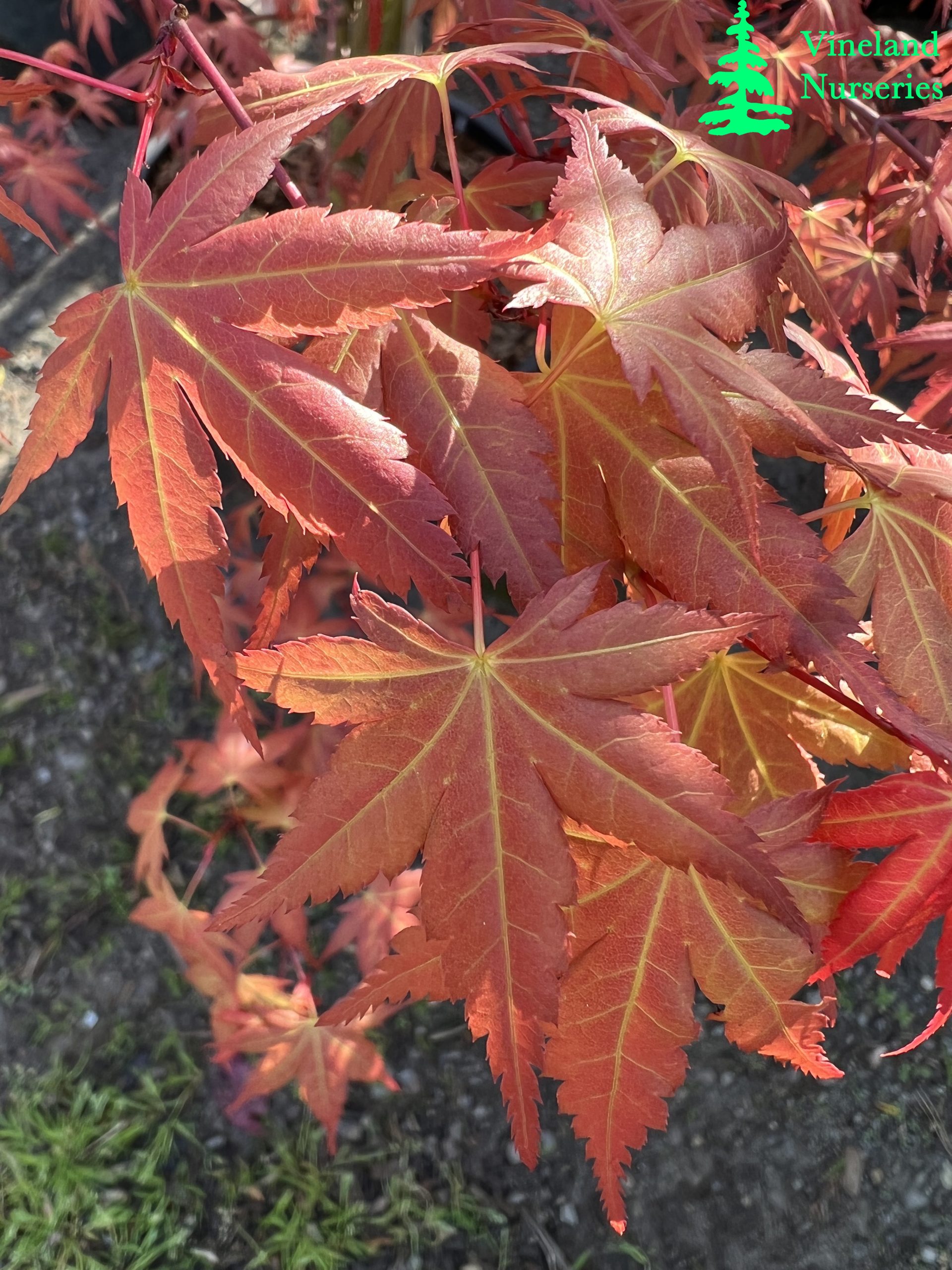 Acer Palmatum Johnnie's Pink 1