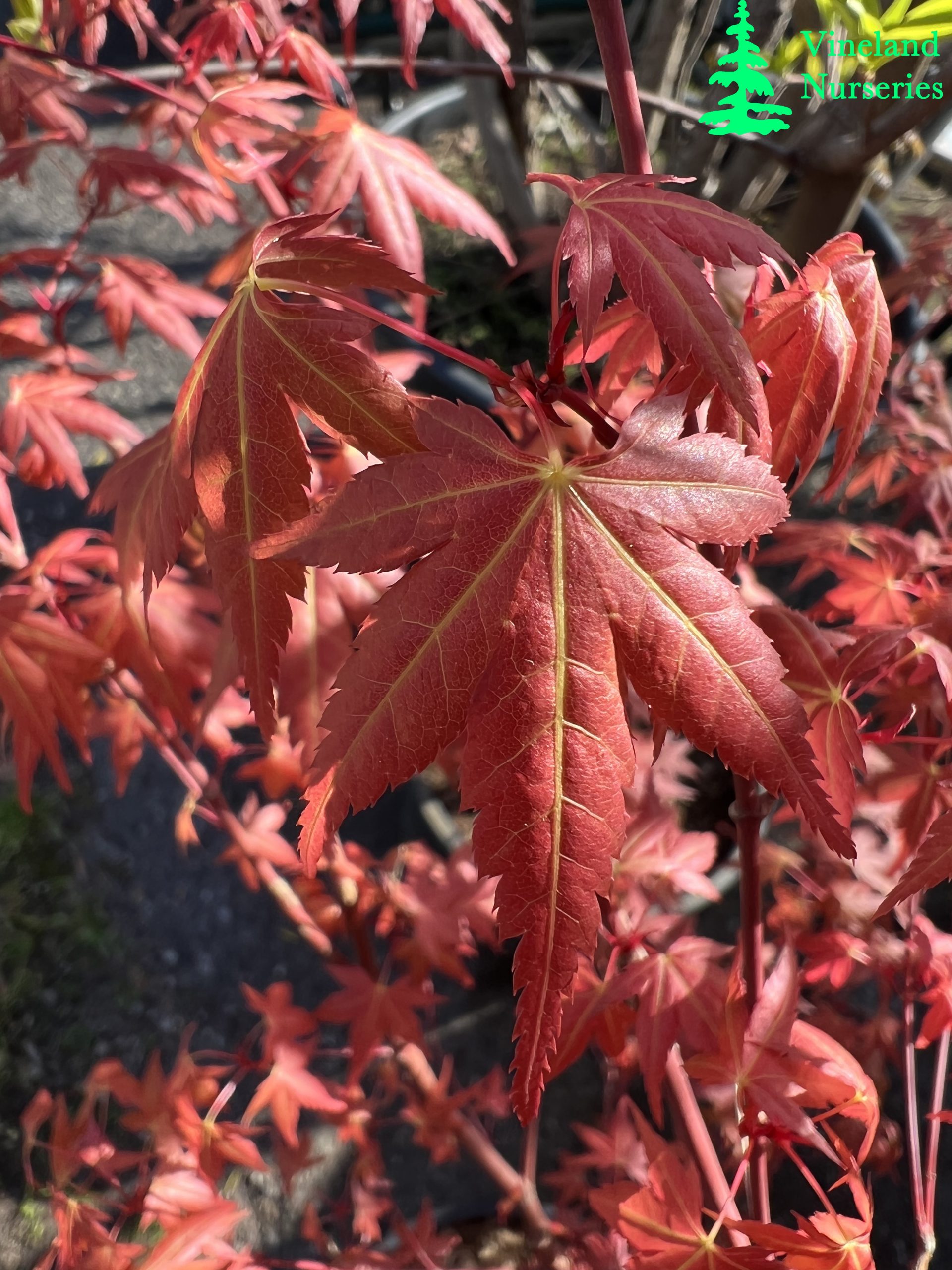 Acer Palmatum Johnnie's Pink 2