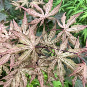 Acer Palmatum Jubilee