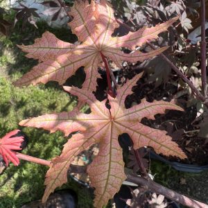 Acer Palmatum Kasagiyama 1