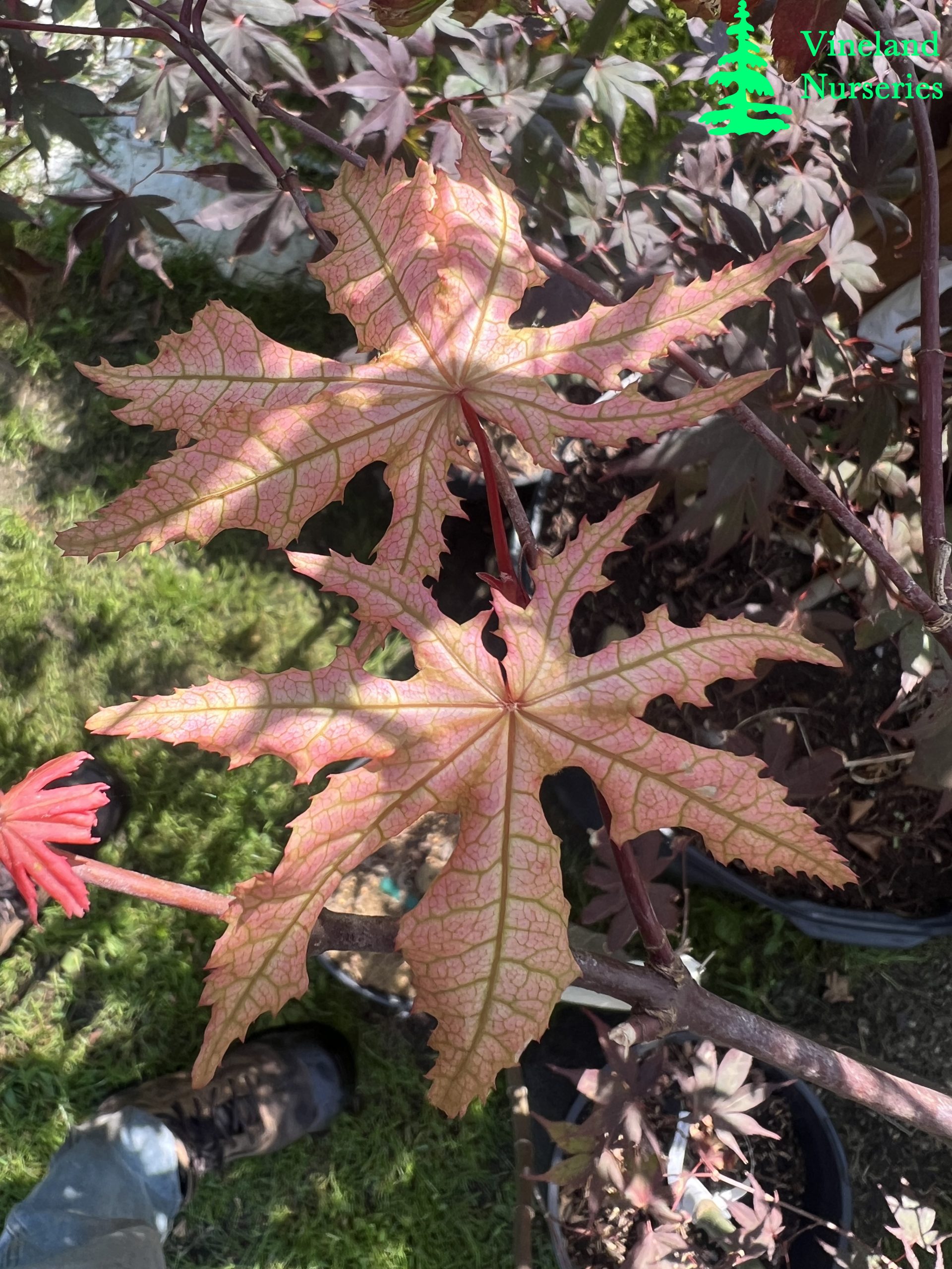 Acer Palmatum Kasagiyama 1