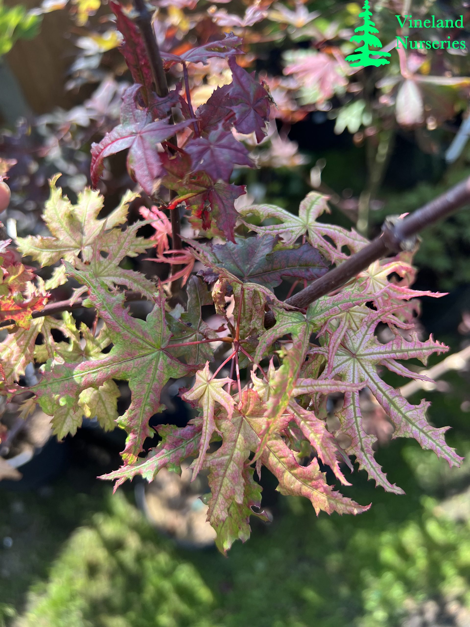 Acer Palmatum Kasagiyama 2