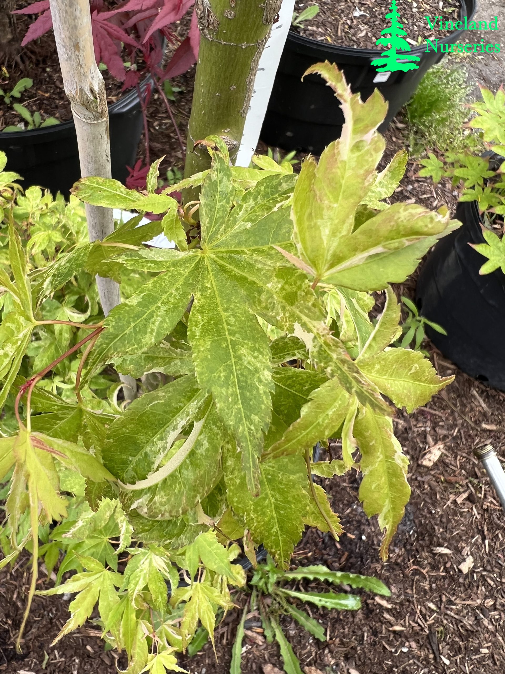 Acer Palmatum Kasen Nishiki 1