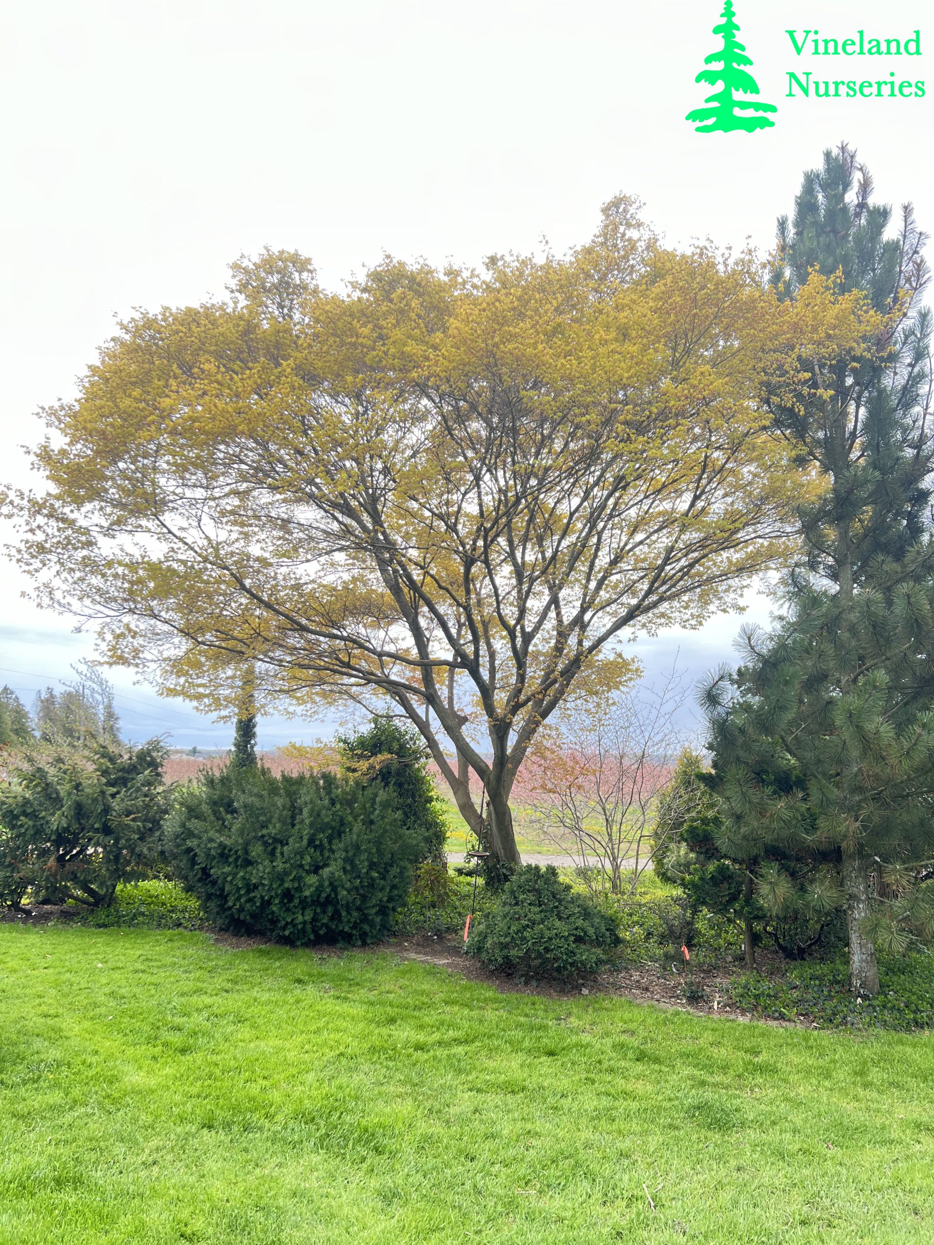 Acer Palmatum Katsura 2