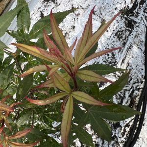 Acer Palmatum Kenbu
