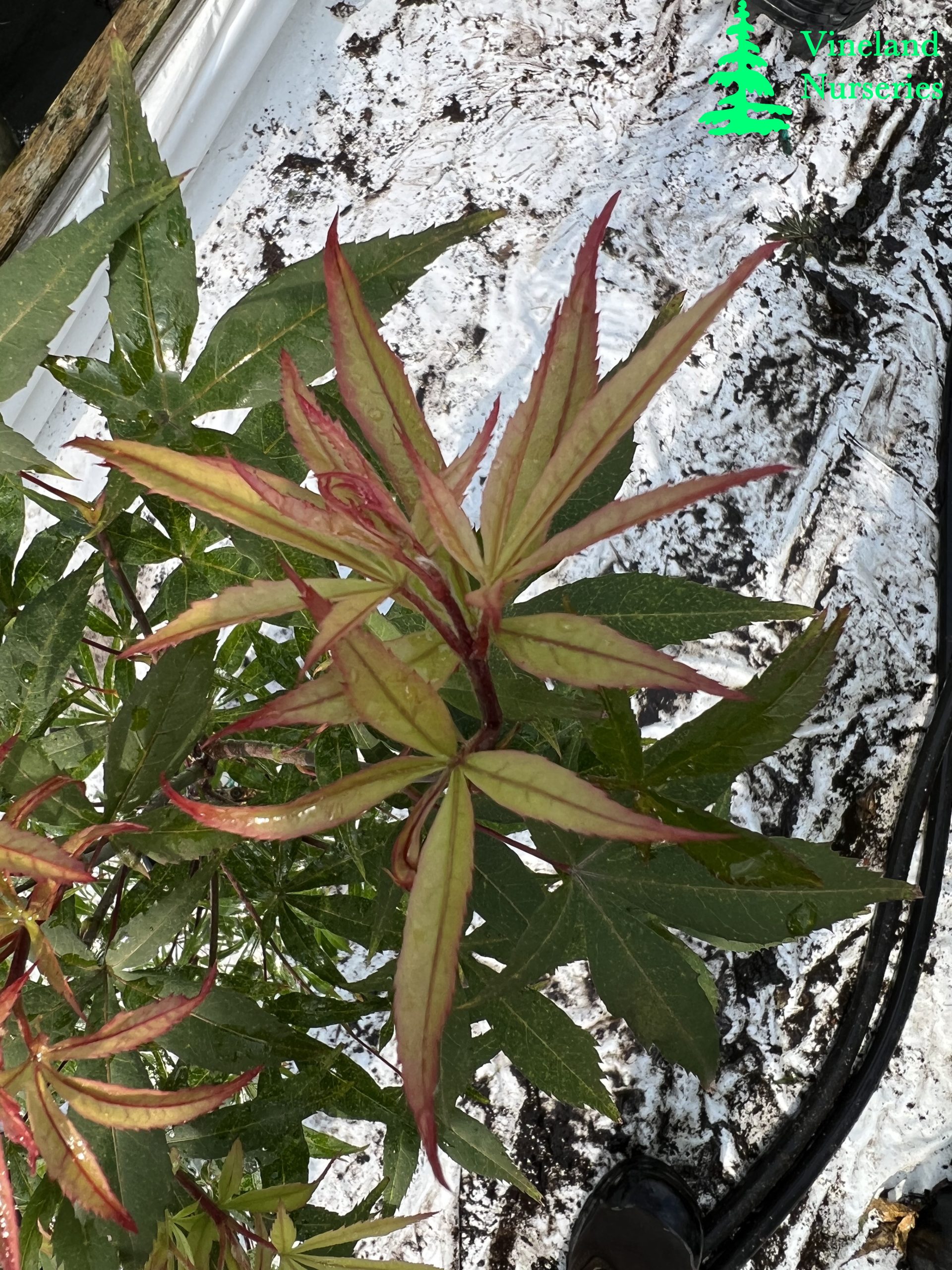 Acer Palmatum Kenbu