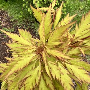 Acer Palmatum Koshimino
